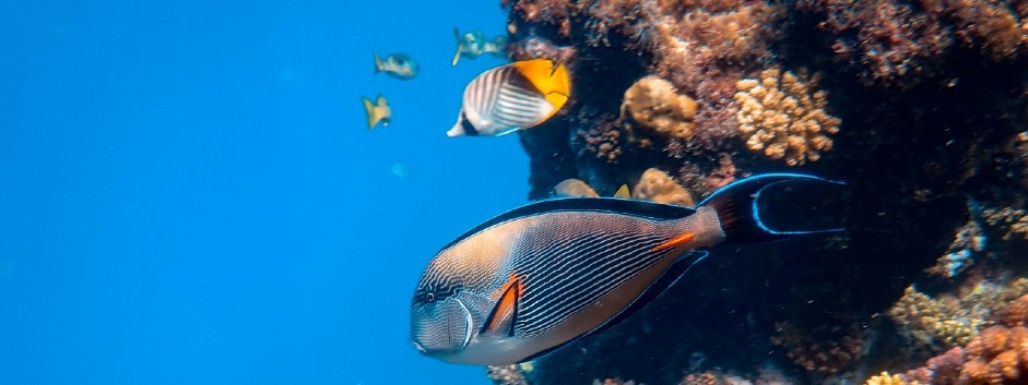Прямой рейс в Шарм-эль-Шейх из Мин.вод ЕГИПЕТ
